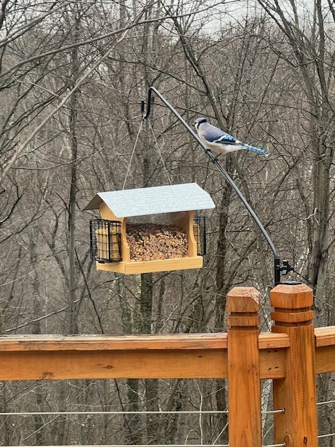 Wild birds at Bigfoot Bungalow