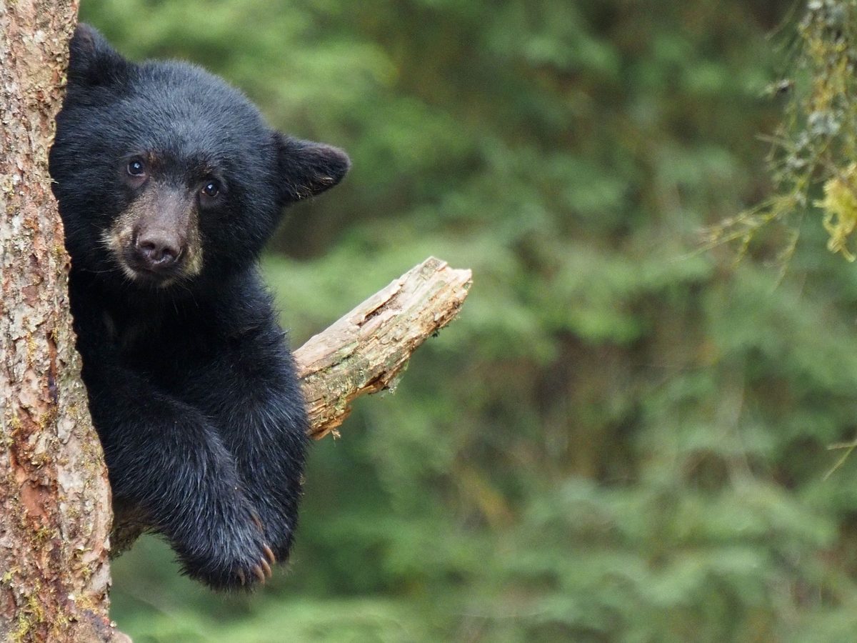 Black Bears