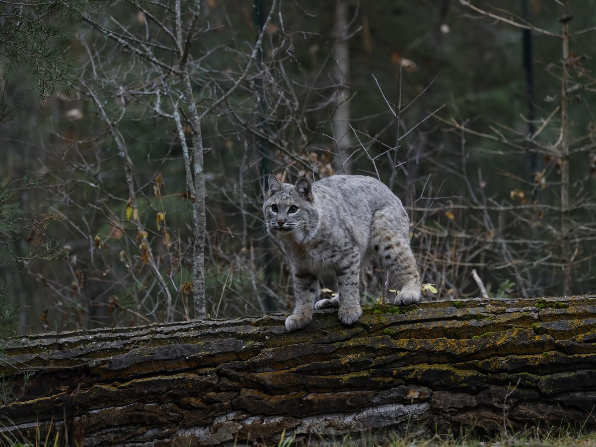 Bobcats