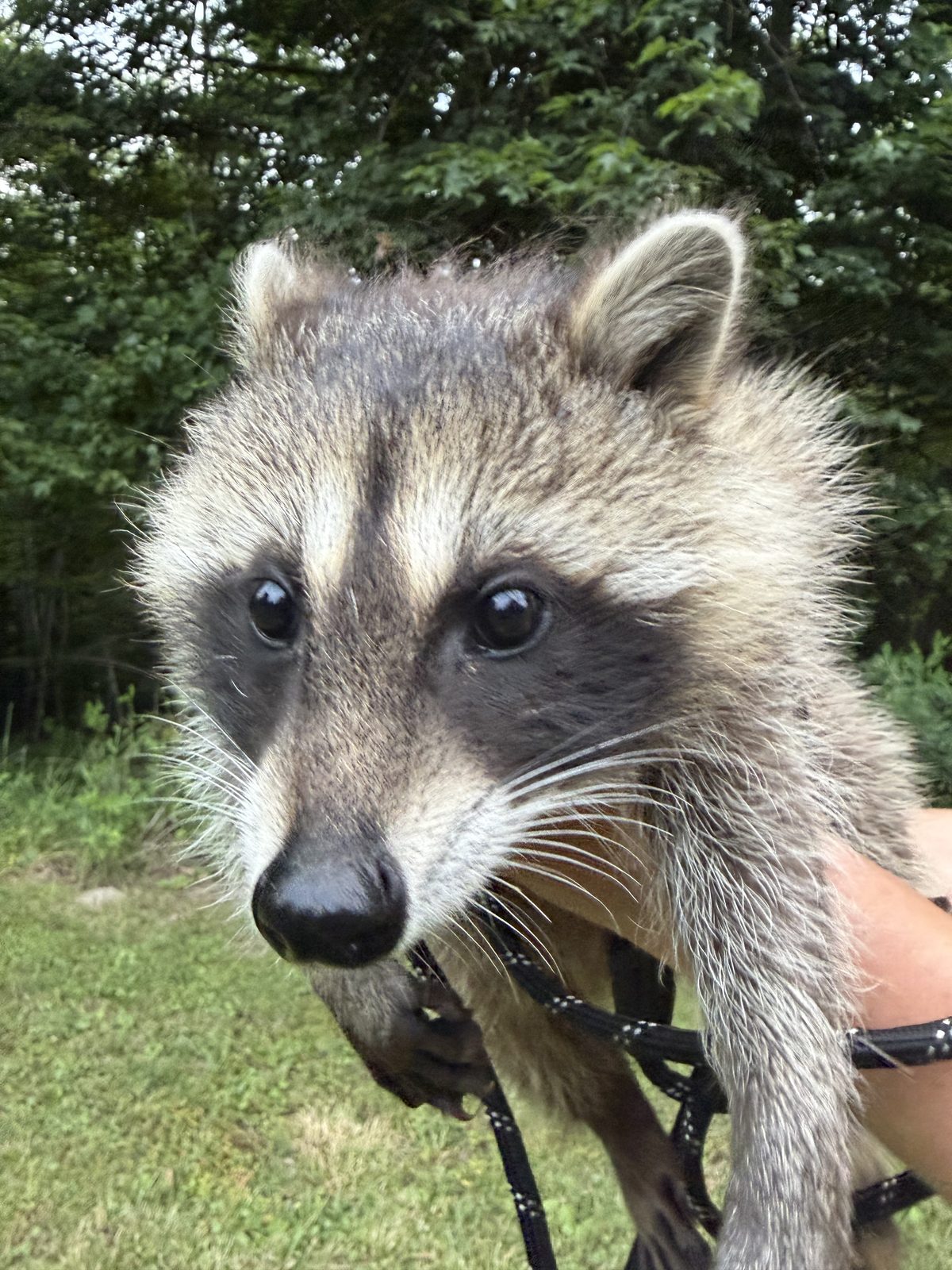 Boone, the resident raccoon at Bigfoot Bungalow