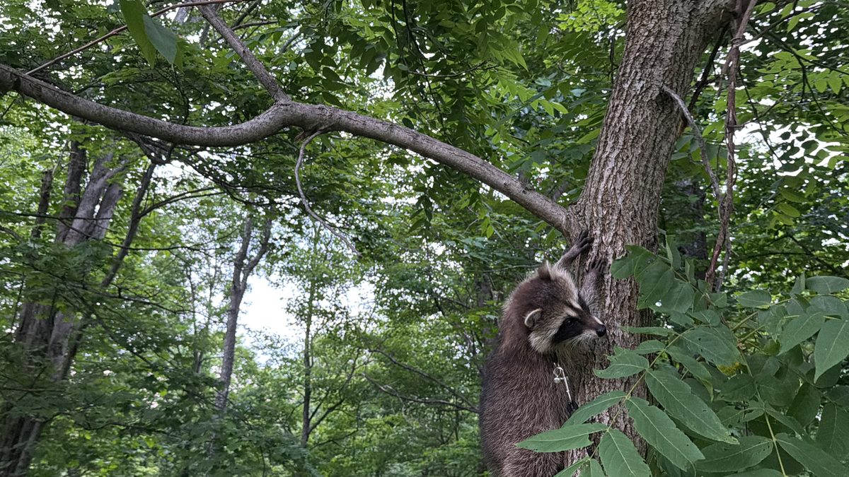 Boone the raccoon climbing a tree at Bigfoot Bungalow