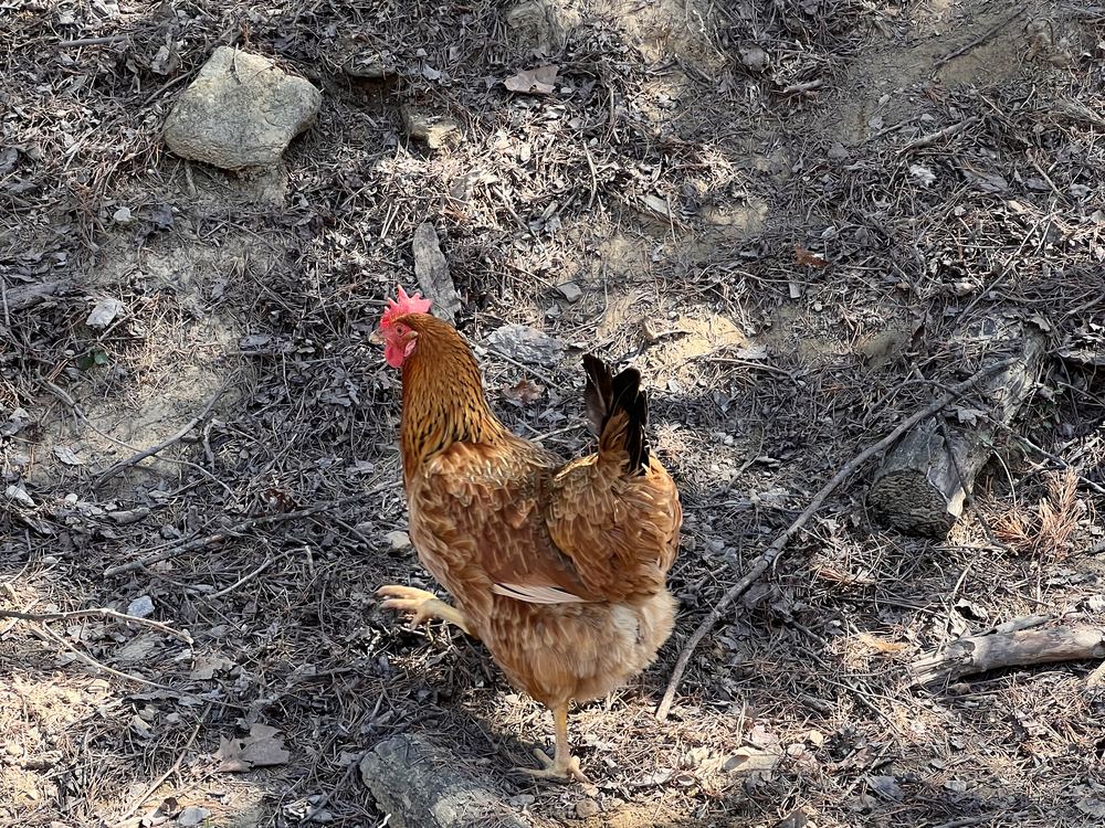 Chickens at Bigfoot Bungalow