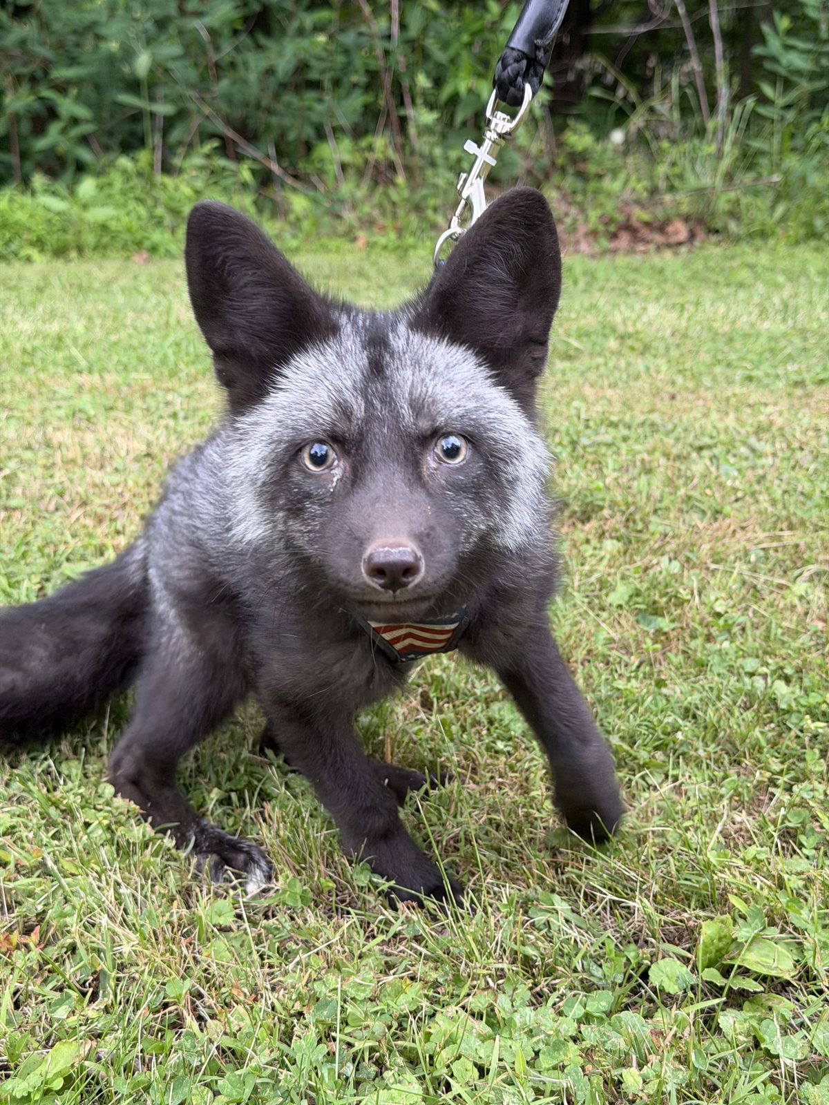 Crockett, the resident fox at Bigfoot Bungalow — a red fox with a black coat and white-tipped tail