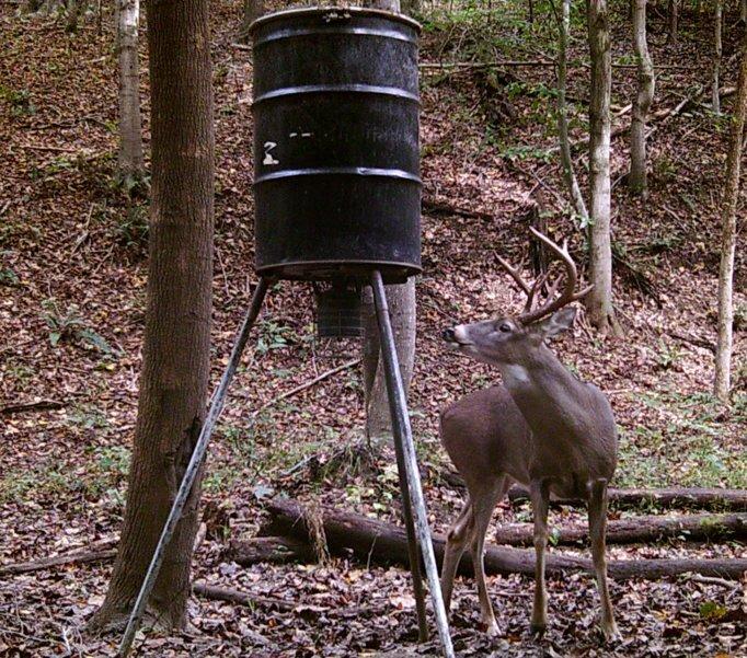 Wild deer on the Bigfoot Bungalow property