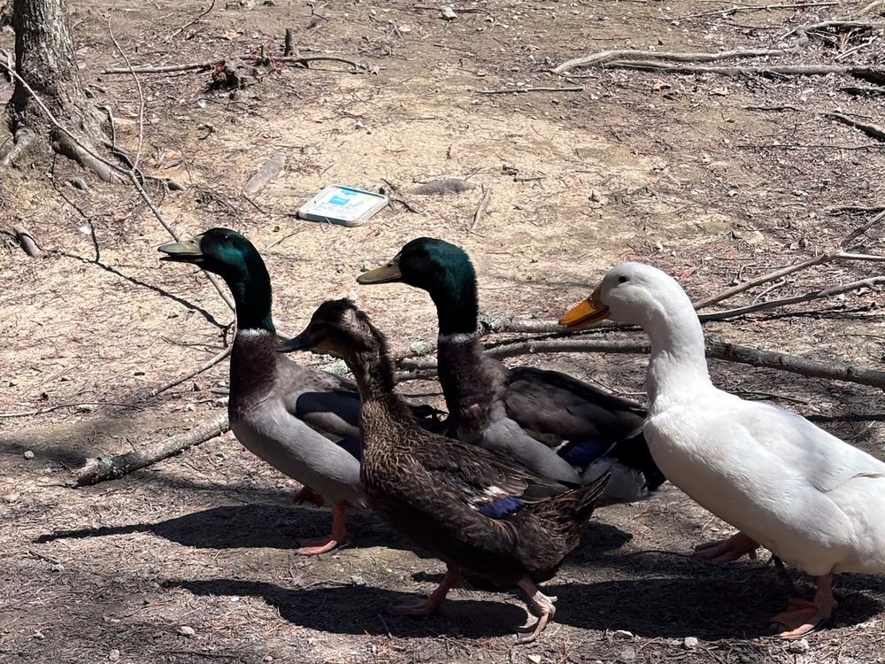 Ducks at the Bigfoot Bungalow pond