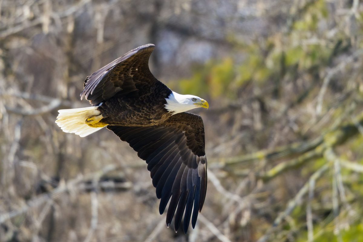Hawks & Eagles