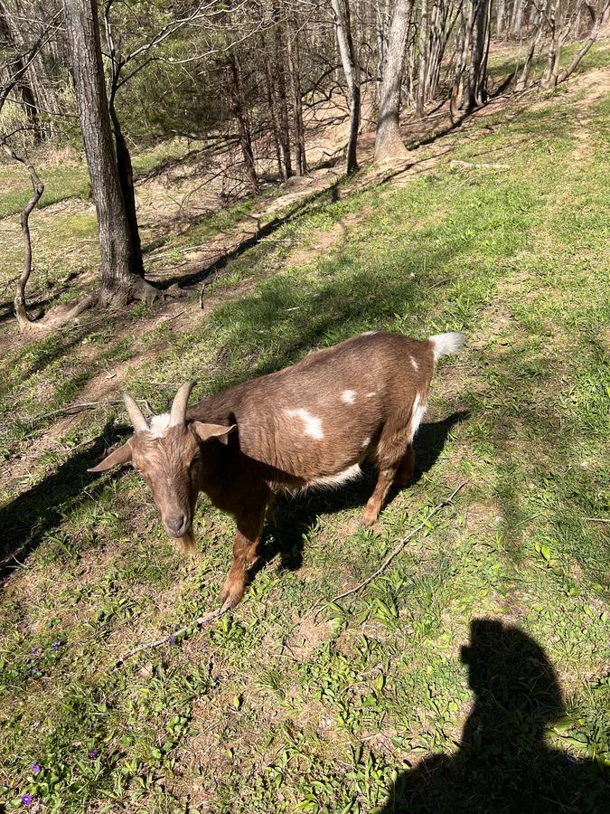 Bucky, one of the goats at Bigfoot Bungalow