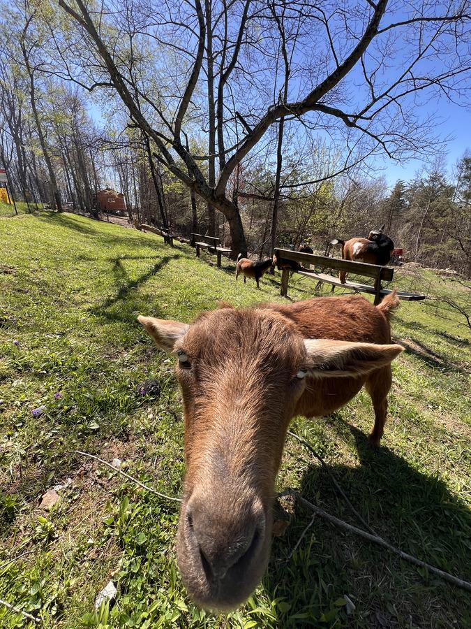 Coco, one of the goats at Bigfoot Bungalow