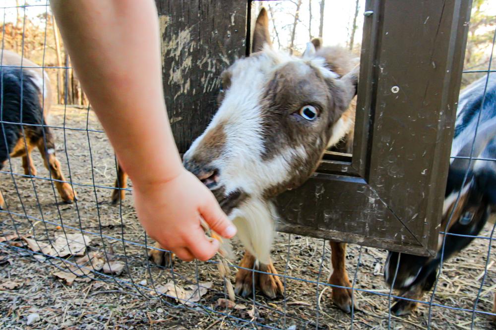 Dora, one of the goats at Bigfoot Bungalow