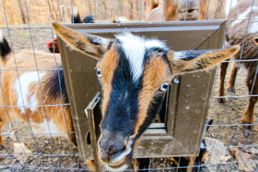 Good Girl, one of the goats at Bigfoot Bungalow