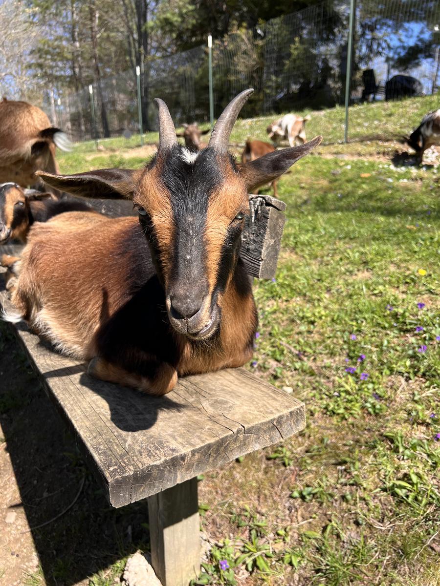 No Name Yet, one of the goats at Bigfoot Bungalow