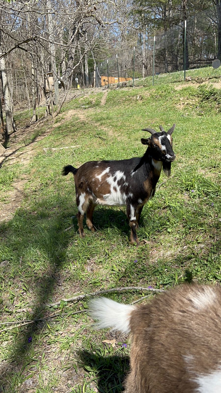 Pretty Girl, one of the goats at Bigfoot Bungalow