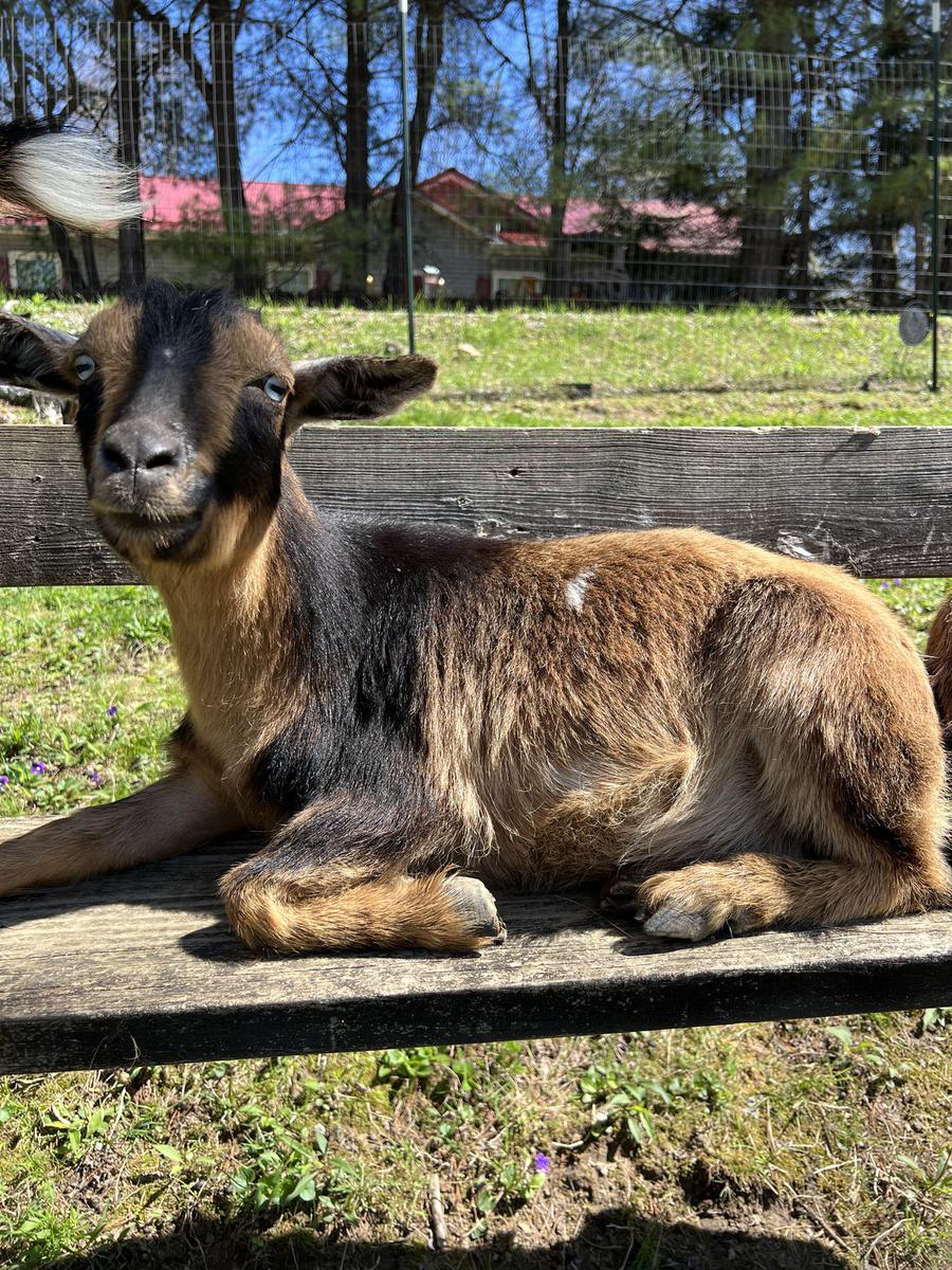Smalls, one of the goats at Bigfoot Bungalow