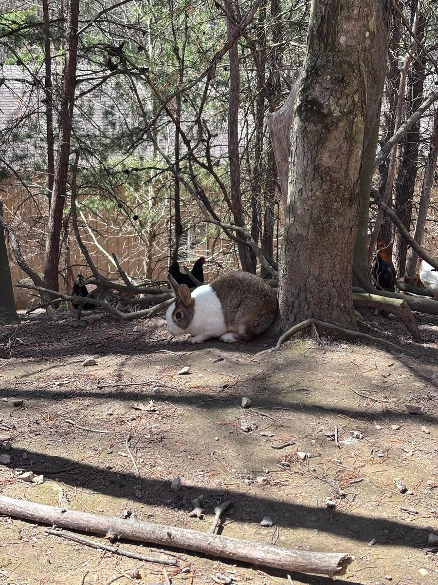 Rabbits at Bigfoot Bungalow