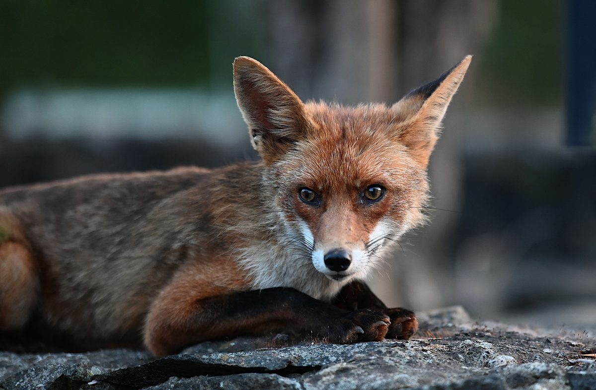Red Foxes