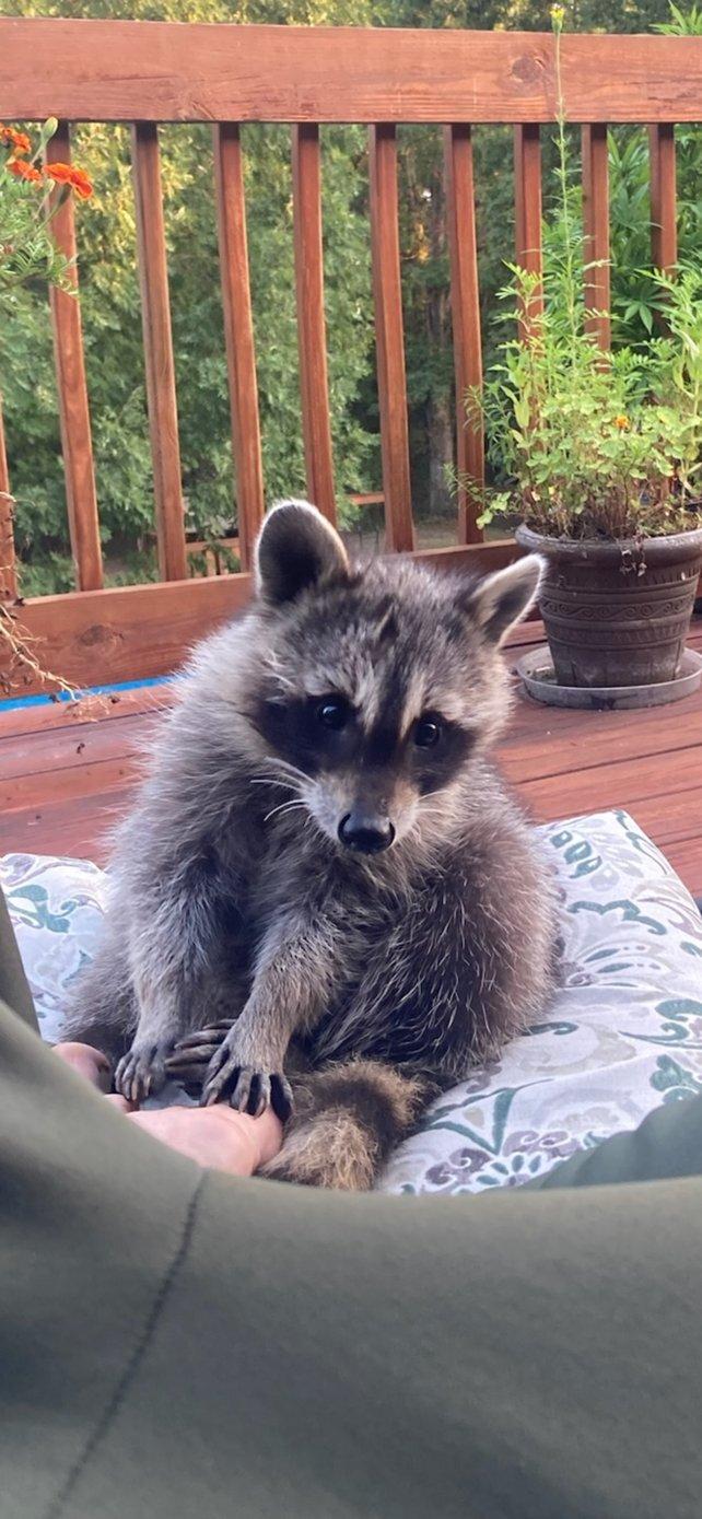 Rumpke the friendly resident raccoon at Bigfoot Bungalow
