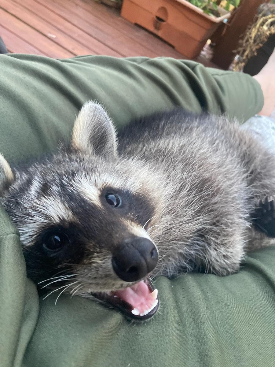 Rumpke the friendly resident raccoon at Bigfoot Bungalow