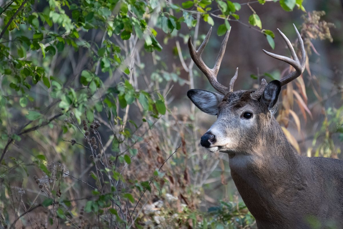 White-Tailed Deer