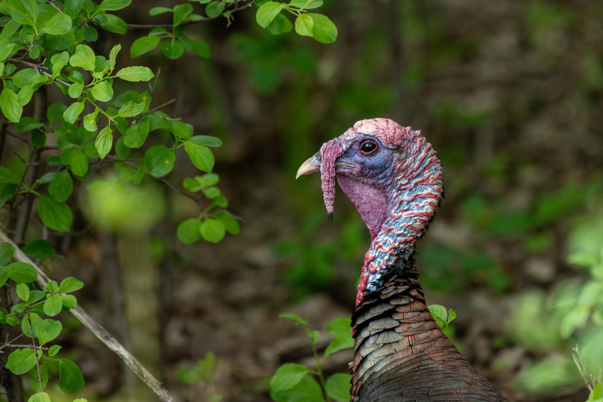 Wild Turkeys