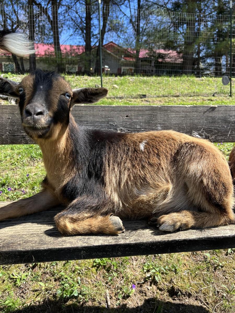 The goats meeting guests at the enclosure fence