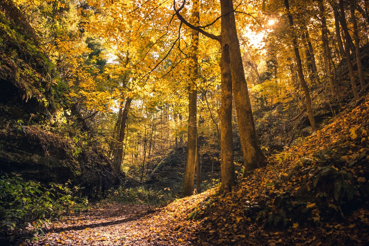 Fall autumn forest colors Ohio