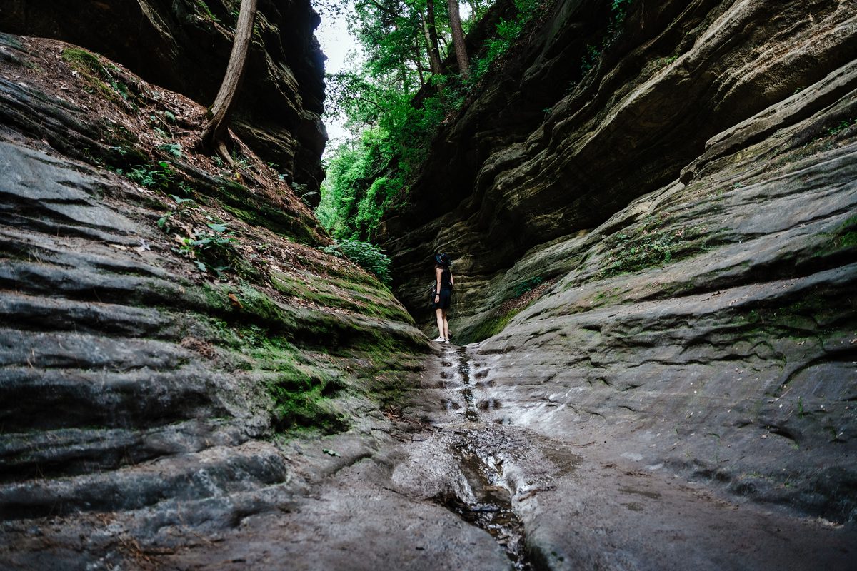 Summer green forest Ohio