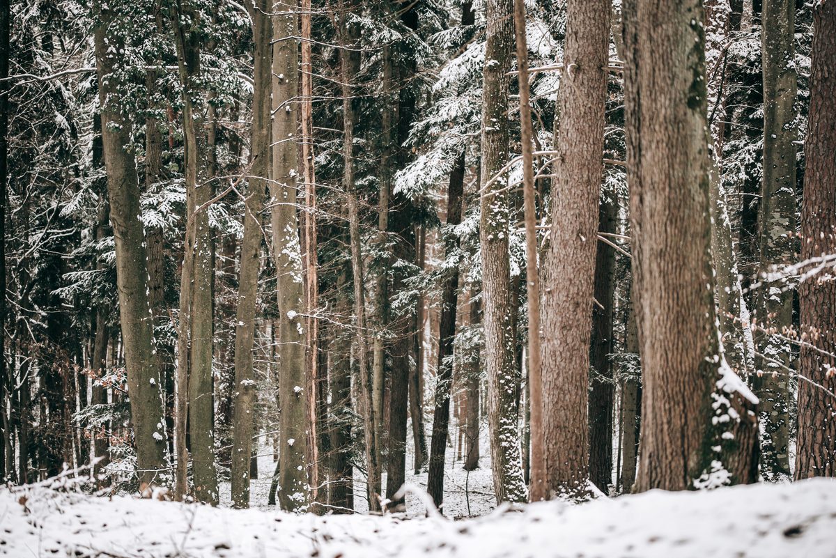 Winter snow forest Ohio